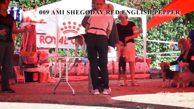 Монопородная выставка биглей ранг КЧК г. Краснодар 30.08.2020, эксперт Лепеха Е. смотреть онлайн