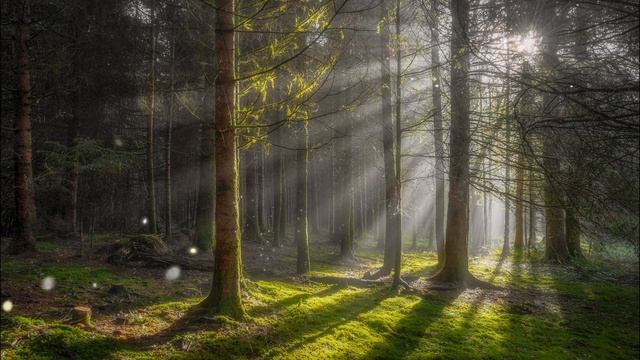 Soul Healing Music,Nature, Forest, Mountain, Water, Bird Sound, Wind Sound, Sunshine, Music, Piano