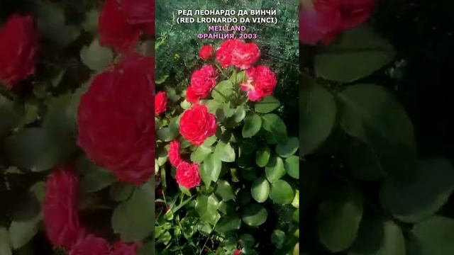 Роза Ред Леонардо да Винчи в моем саду 20.08.21. Meilland, 2003. Red Leonardo da Vinci Rose #shorts смотреть онлайн