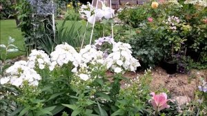 Флоксы для нового цветника!