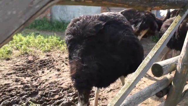 Африканский страус в Макарьево ... смотреть онлайн