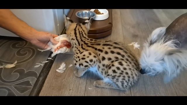 Приручения дикого Сервала/Как приручить Сервала/Что ест Сервал? смотреть онлайн