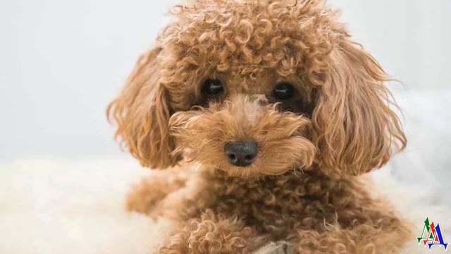 Любимица всего двора собачка Лесси кинулась в кусты и пропала. На её поиски вышел весь двор