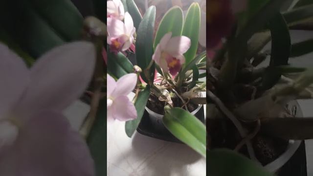 Цветение каттлеи Japanese Beauty смотреть онлайн