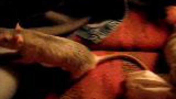 Их величество Геннадий I трапезничают....