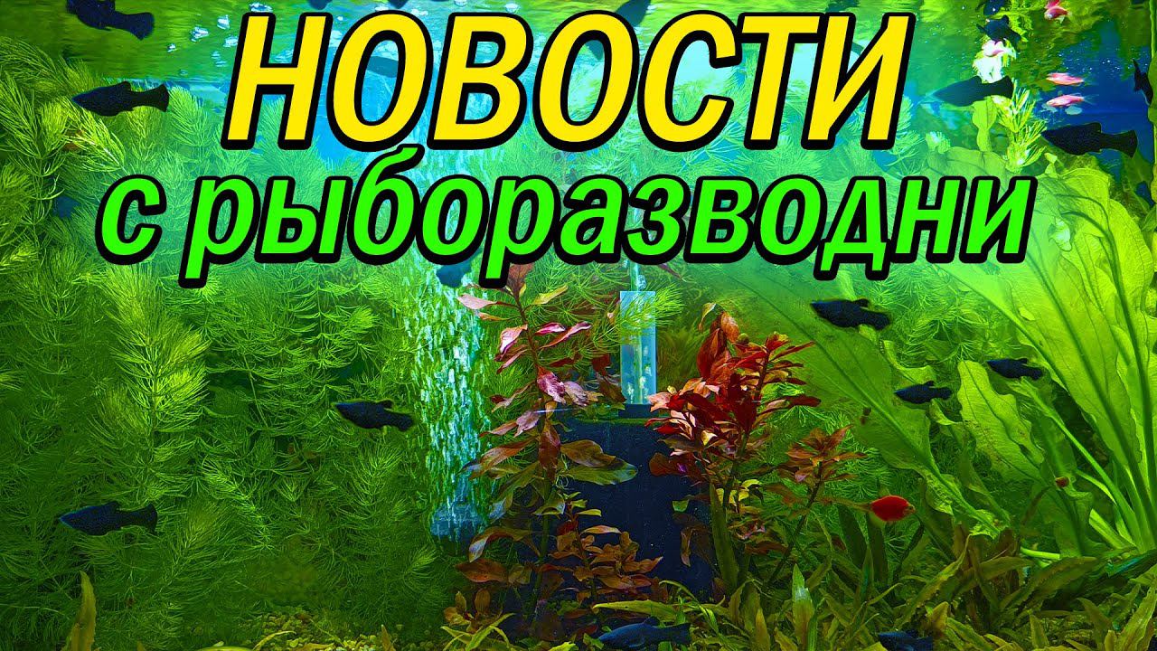 НОВОСТИ с РЫБОРАЗВОДНИ! [Самки меченосца и ГИГАНТСКИЕ рачки артемии!] смотреть онлайн