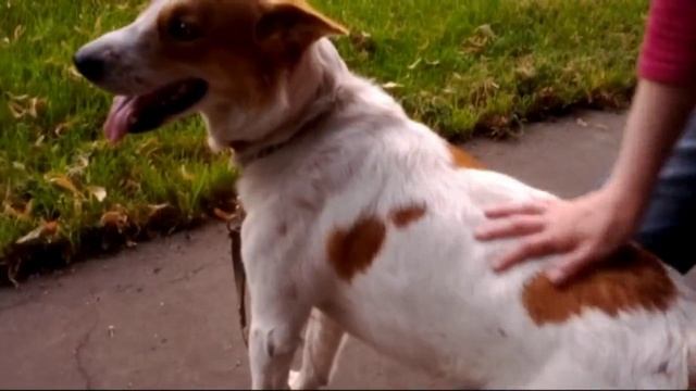 У собак легчайшая походка.mp4 смотреть онлайн