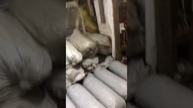 #грибы #вешенки #мицелий смотреть онлайн