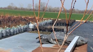 Обрезка 3-летней голубики в контейнерах, Краснодарский край.