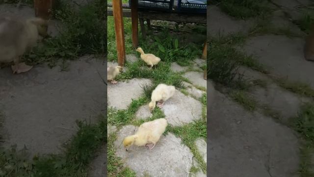 Купила гуси Легарт, правда или нет посмотрим смотреть онлайн