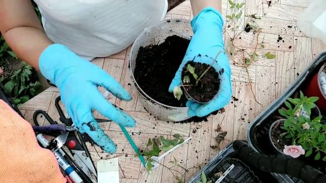 Размножение клематиса. Метод ручейка. смотреть онлайн