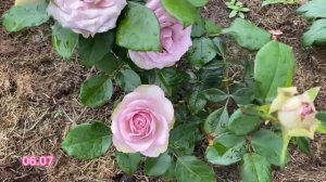 Tiara is a hybrid tea, florist and cut rose in lavender violet with some greenish shadows petals
