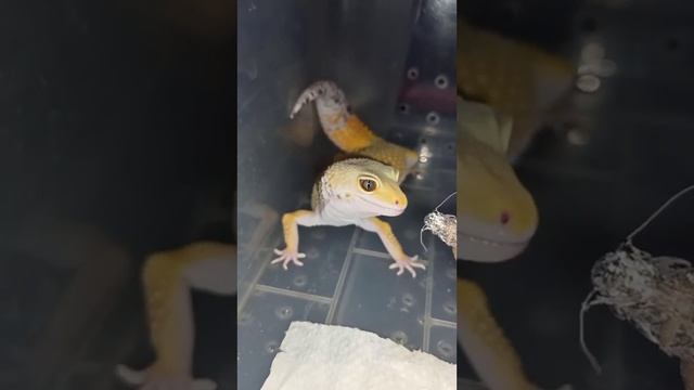 Банану не надо уговаривать покушать! смотреть онлайн