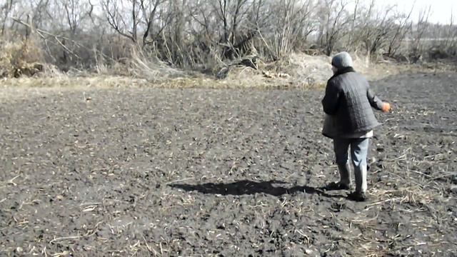 Озимый чеснок.(1 из 3) Первая подкормка. смотреть онлайн