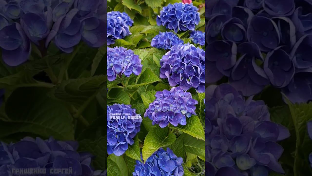 Гортензия крупнолистная Саксон Раттен 25 июля смотреть онлайн