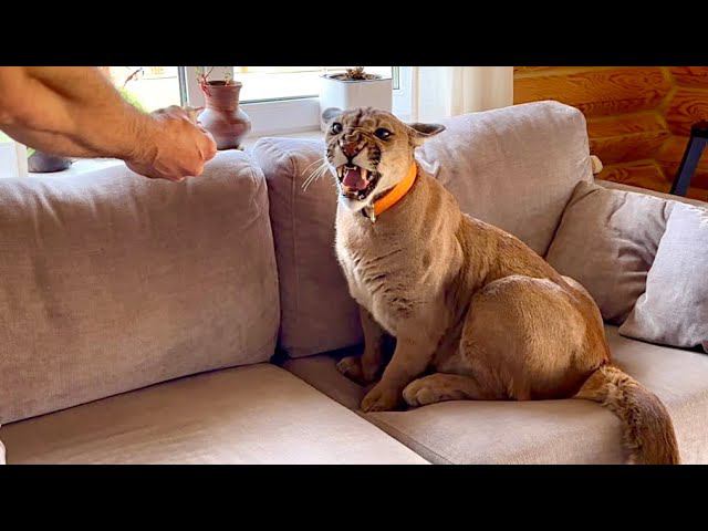 Месси не признал папу. Пума Месси обиделся и рычал на Сашу! Пока не выяснили что случилось смотреть онлайн