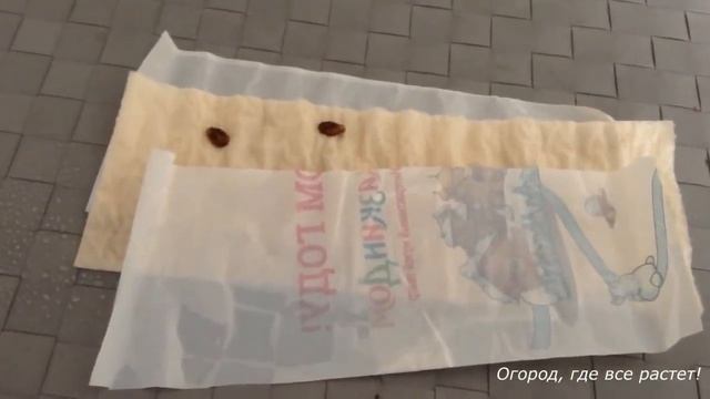 291. Арбузы ! Самый лучший способ посадки рассады. смотреть онлайн