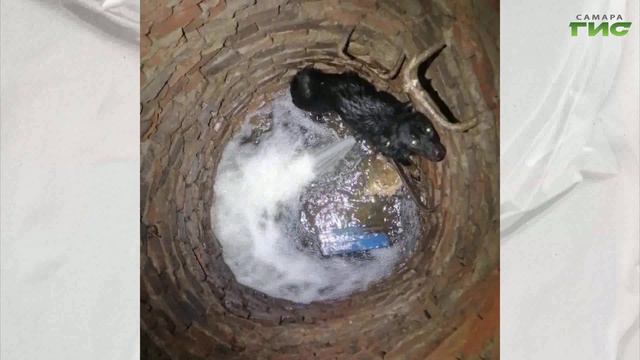 "Вызволенные из-под земли" / "Зоопатруль" от 18.06.2024