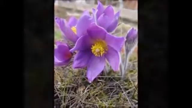 Подснежники!!! смотреть онлайн
