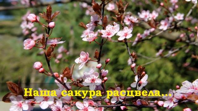 Сакуры нежный цветок Земная красота и нежность Весны Sakura's delicate flower (HD) смотреть онлайн