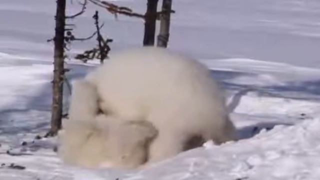 Белый медведь — самый крупный сухопутный хищник на Земле. смотреть онлайн