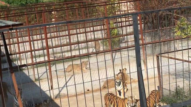 Тигры ловят "конфеты"! Тайган Tigers are catching "candy"! Taigan смотреть онлайн