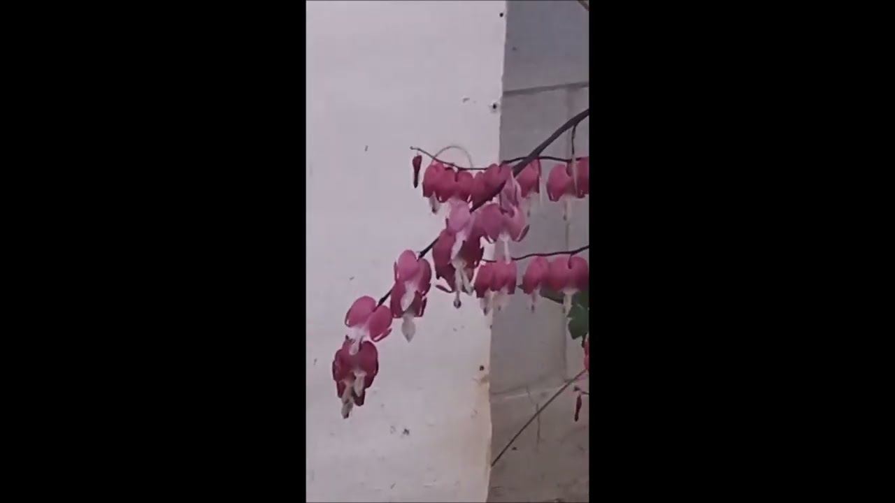 Бражник смотреть онлайн