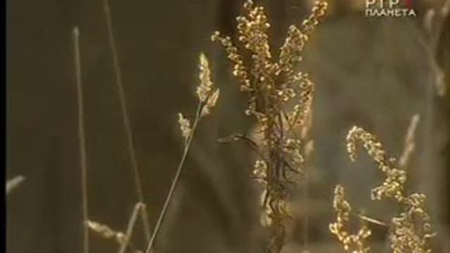 1938 вавилов и лысенко смотреть онлайн