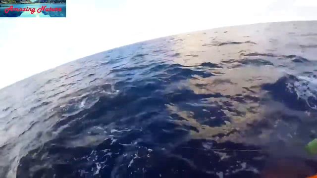 Flying Fish   Big сatch-animal Planet Tv 2022