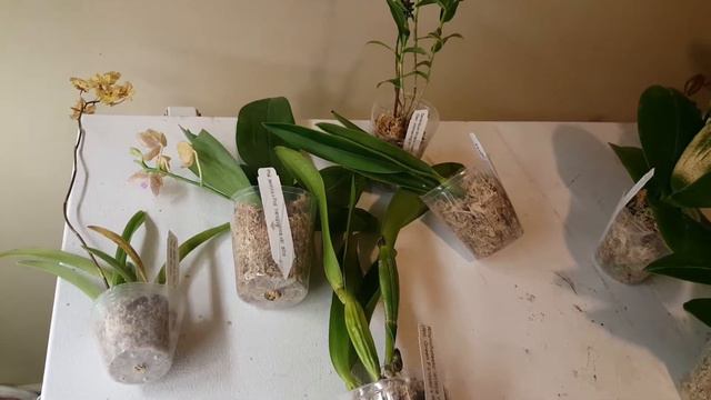 My FVOS show haul смотреть онлайн