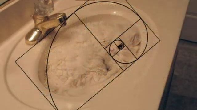 Спираль Фибоначчи в доказательство того, что коты идеальны смотреть онлайн