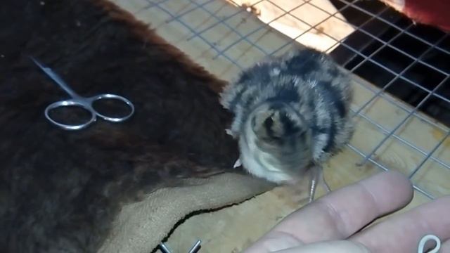 Шпагатик у суточных ИНДЮКОВ смотреть онлайн