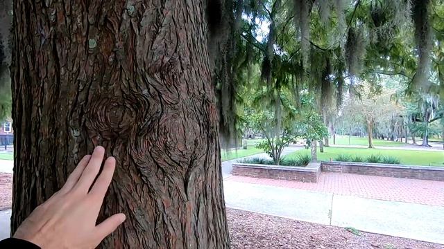 Bald Cypress (Taxodium Distichum)