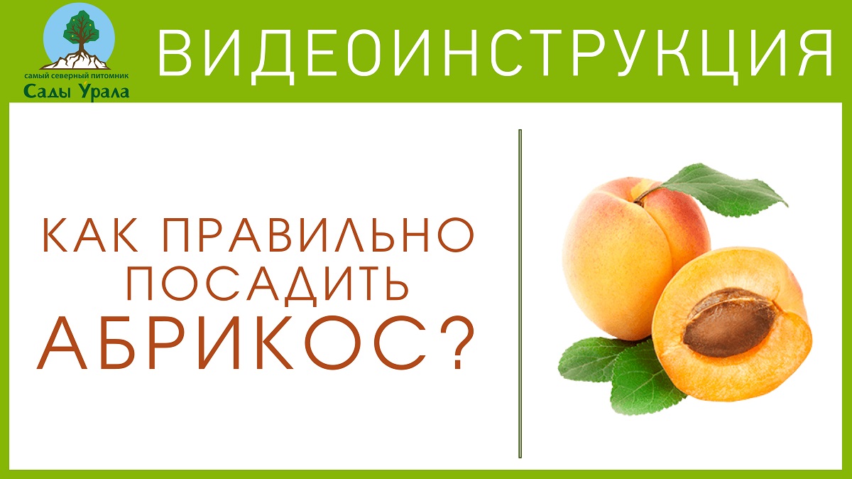 Правильная посадка абрикоса смотреть онлайн