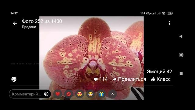 Цветение моих азиатских фаленопсисов! Перезагрузка! смотреть онлайн