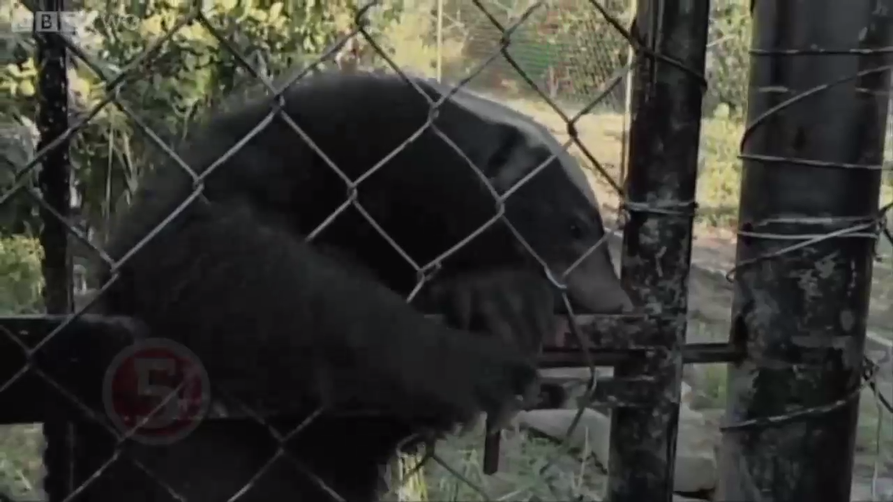 Побег из Зооушенка смотреть онлайн