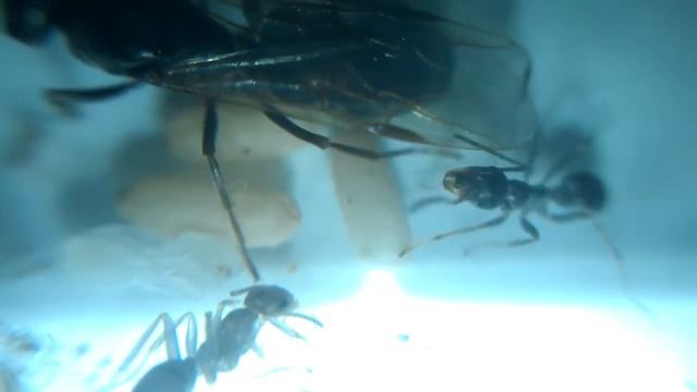 Рождение первых муравьёв Formica fusca. Макро. Ants at home ?11 смотреть онлайн