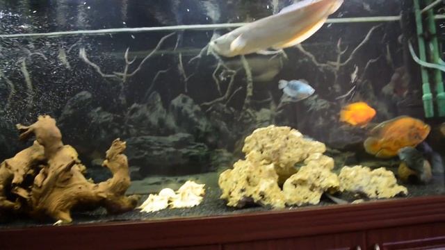 Аквариум 630 литров: Замена фона и запуск пангасиуса смотреть онлайн