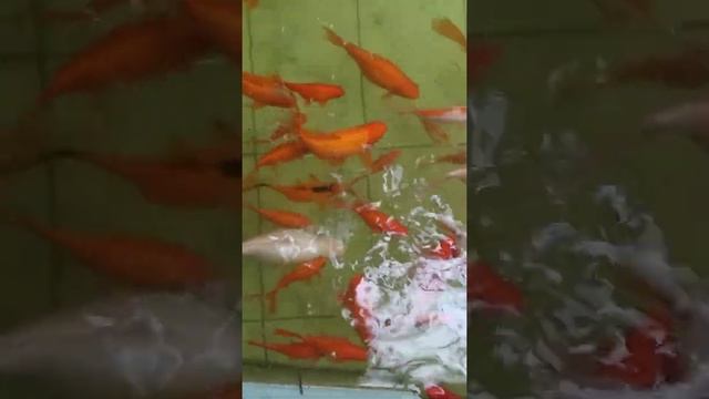 Ботанический Сад Донецк Золотые рыбки