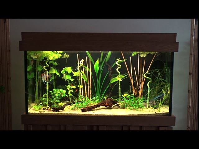 Пресноводное оформление с живыми растениями смотреть онлайн