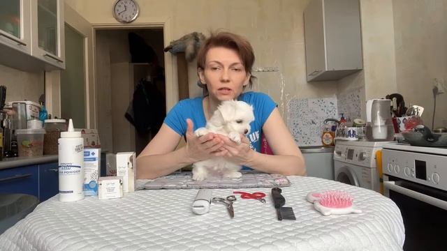 Уход за щенком мальтезе смотреть онлайн