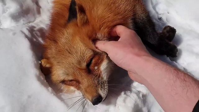 ЛИ СЯО. Алиса - Лиса. В погоне за Белым по мягкому снегу. смотреть онлайн