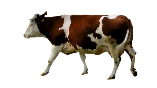 Учим Домашних Животных / как говорят животные смотреть онлайн