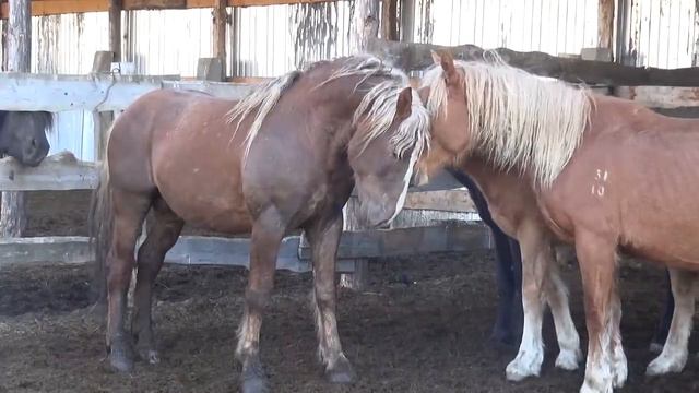 Рыжий жеребец наводит порядок смотреть онлайн