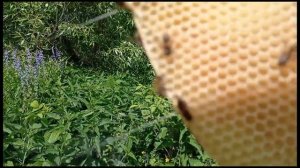 Ловля роев. 2022.Рои, ловушки и места.