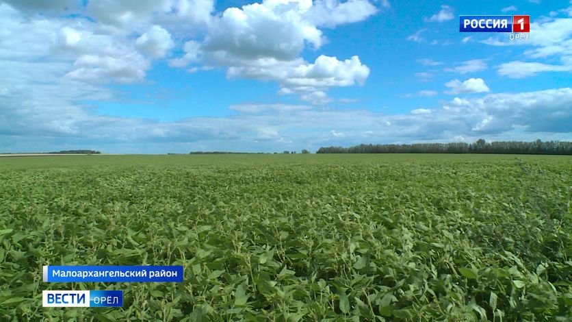 В Малоархангельском районе началась уборка чеснока смотреть онлайн