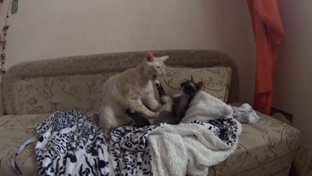 Коты борются 16с смотреть онлайн