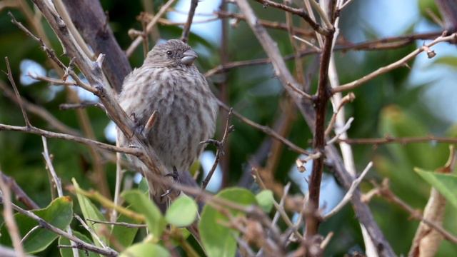Autumn Bird Improvisation смотреть онлайн