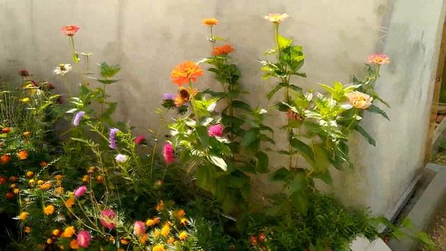 Батл! Парник из АгроВолокна против Поликарбоната. Обзор урожая 2021г. смотреть онлайн