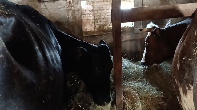 с детьми посадили деревья///хрюни тоже любят сено ))))любоемся красотами ))) смотреть онлайн
